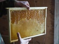 Honeycomb frame half open. Honey in open honeycombs close-up