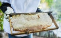 Honeycomb, frame and hands of beekeeper at farm ready for beeswax, propolis and honey harvest. Beekeeping, bees and