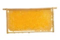 Honeycomb frame with honey on a white background Royalty Free Stock Photo