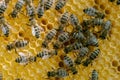 Honeycomb full of bees. Beekeeping concept.
