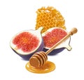 Honeycomb, honey dipper and fig isolated on white background Royalty Free Stock Photo