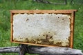 Honeycomb with Honey. Fresh Raw Honey in Honey comb for Sale