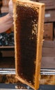 Delicious and healthy bee products. Honeycomb with honey in a wooden frame. Beehive, beekeeping. A small part of the honey summer