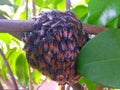 Honeycomb Honeybee Honey insect natural Plant