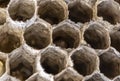 Honeycomb hornet`s nest close up hive top view Royalty Free Stock Photo