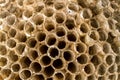 Honeycomb of a hornet's nest close-up.