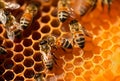 Honeycomb insect bees working. Generate Ai