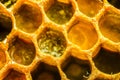 Honeycomb macro