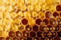 Honeycomb macro as a background. Beekeeping products. Apitherapy.