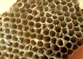 Honeycomb macro detail