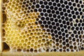 Honeycomb macro