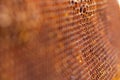 Honeycomb macro view. Beekeeping or apiculture concept photo.