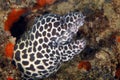 Honeycomb Moray