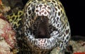 Honeycomb Moray