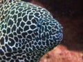 Honeycomb moray