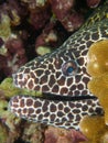 Honeycomb moray