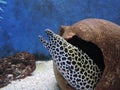 Honeycomb Moray Eel climbs out of its hiding place with its mouth open