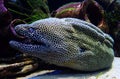 Honeycomb Moray eel