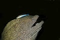 Honeycomb Moray Eel, gymnothorax favagineus, Adult with a Bluestreak Cleaner Wrasse, labroides dimidiatus, South Africa Royalty Free Stock Photo