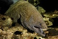 Honeycomb Moray Eel, gymnothorax favagineus, Adult with Open Mouth, South Africa