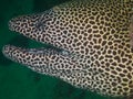 Honeycomb Moray Eel