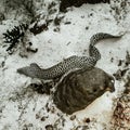 Honeycomb moray eel out of its burrow Royalty Free Stock Photo