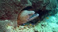 Honeycomb Moray Eel