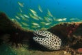 Honeycomb Moray Eel