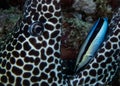 A Honeycomb Moray Gymnothorax favagineus being attended to by a Bluestreak Cleaner Wrasse Labroides dimidiatus