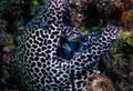 A Honeycomb Moray Gymnothorax favagineus being attended to by a Bluestreak Cleaner Wrasse Labroides dimidiatus