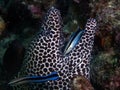 A Honeycomb Moray Gymnothorax favagineus being attended to by a Bluestreak Cleaner Wrasse Labroides dimidiatus Royalty Free Stock Photo