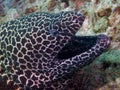 Honeycomb moray