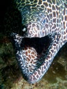 Honeycomb moray