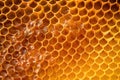 honeycomb in natural daylight