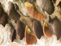 Honeycomb nest on the rocks,