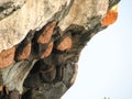 Honeycomb nest on the rocks,