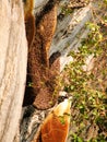 Honeycomb nest on the rocks,