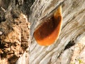 Honeycomb nest on the rocks,