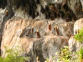 Honeycomb nest on the rocks,