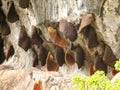 Honeycomb nest on the rocks,