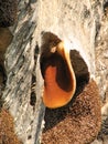 Honeycomb nest on the rocks,