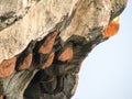 Honeycomb nest on the rocks,