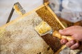 Honeycomb open unwaxing fork beekeeper uncapped for harvest golden delicious honey closeup Royalty Free Stock Photo