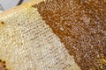 Honeycomb open unwaxing fork beekeeper uncapped for harvest golden delicious honey closeup Royalty Free Stock Photo