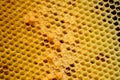 Honeycomb pattern with honey forms Royalty Free Stock Photo