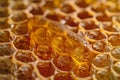 Honeycomb pattern, honey on the surface of beehive with a closeup shot. background image texture for product packaging design. Royalty Free Stock Photo