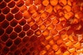 honeycomb pattern in sunlight, wild hive detail