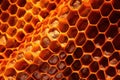 honeycomb pattern in sunlight, wild hive detail