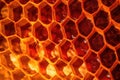 honeycomb pattern in sunlight, wild hive detail