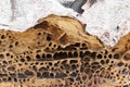 Honeycomb Sandstone Pattern, Sydney harbour Foreshore